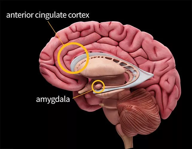 amygdala.jpg.webp