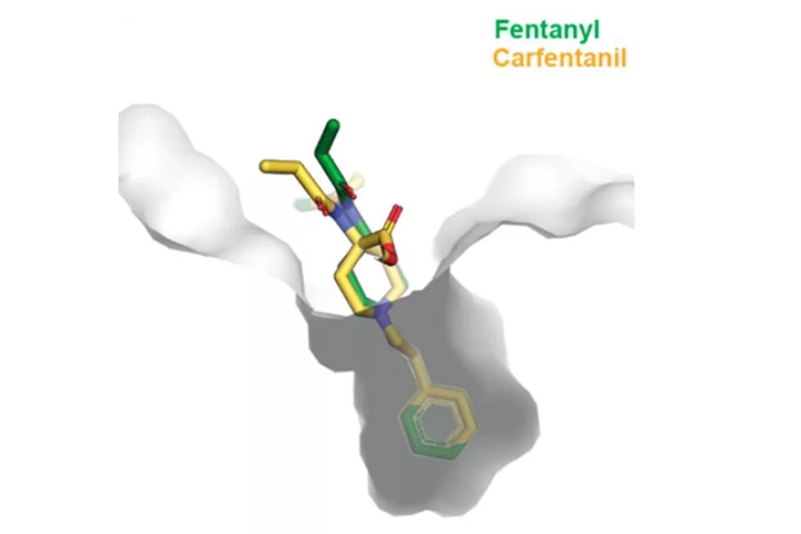 carfentanil-1024x683.jpg.webp